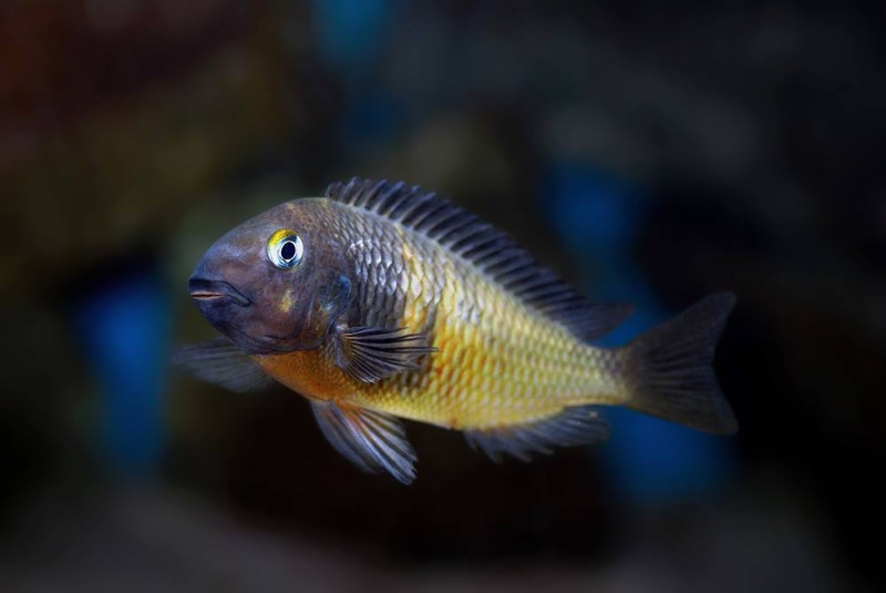 Tropheus Red Belly